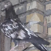 کله ای برنجی