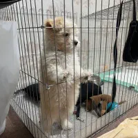 سگ نژاد مالتیپو‌ عروسکی