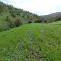 جو فروشی 100کیلو