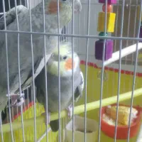 عروس هلندی یک جفت|پرنده|تهران, دولاب|دیوار