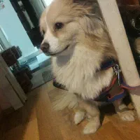 سگ اشپیتز پامرتربیت شده دستم میده