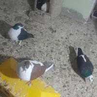 چندجفت نروماده عتیقه