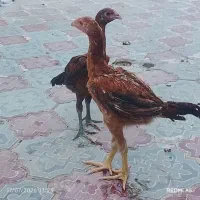 لاری