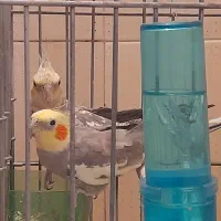 پرنده|پرنده|کرج, اسلام‌آباد|دیوار