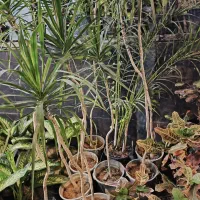 گل و گیاه دراسنا