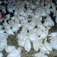 بوقلمون بیوتی سنگین وزن