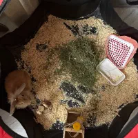 خرگوش لوپ بازیگوش با وسایل به فروش میرسد|موش و خرگوش|اردبیل, |دیوار