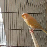 قناری رد فاکتر  اصل