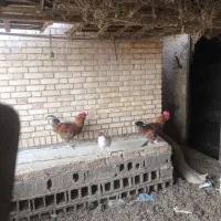 خروس فروشی|حیوانات مزرعه|تربت جام, معدآباد|دیوار