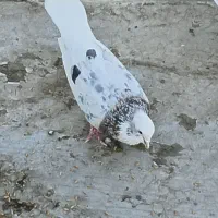 هما و شازده هما پرشی