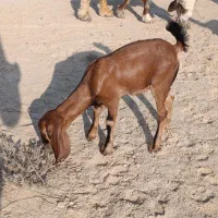 فروش دو تیشتر بندر دیر