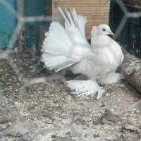 کبوتر تزئینی ماده
