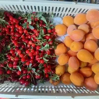 فروش-باغ