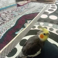 پرنده عروس هلندی  ومیخوام وسالم تمیز