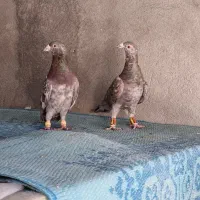 فروش کبوتر|پرنده|شیراز, هفت تنان|دیوار