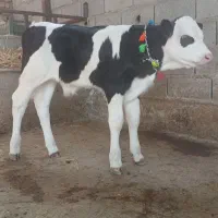 تهیه انواع گوساله های لوکس شیر خوار|حیوانات مزرعه|بندر ترکمن, |دیوار