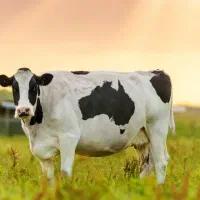 کار گاوداری