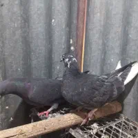 گرفتنی|پرنده|قم, زنبیل آباد|دیوار