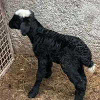 فروش یک عدد بره شیری نر