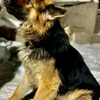 واگذاری ژرمن شپر نر