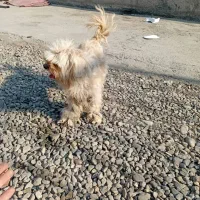 صگ نژاد دار|سگ|پاکدشت, پاکدشت (مامازند)|دیوار