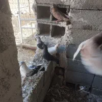 ۱۳عددکبوتر به فروش می‌رسد همشونو گرفتم میفروشم|پرنده|نوشین شهر, |دیوار