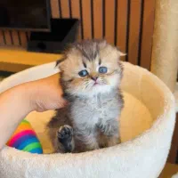 اسکاتیش جذاب