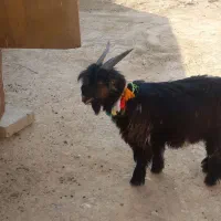 بیگ ختمی|حیوانات مزرعه|ایذه, |دیوار