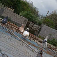 کبوتر طوقی|پرنده|سنگر, |دیوار