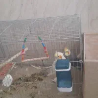 عروس هلندی