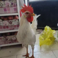 خروس خانگی قربانی