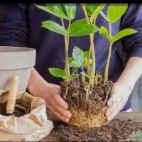 تعویض گلدان و خاک در منزل شرکت