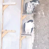 کبوتر پرشی|پرنده|بیرجند, |دیوار