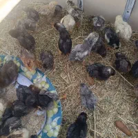جوجه مرغ گلین 15 روزه