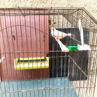 جفت فاعو درجه یک خوش رنگ|پرنده|چمران, |دیوار