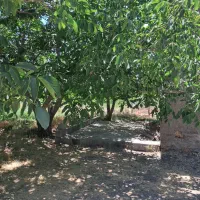 فروش خانه ویلایی روستای دربند ۲۰۰۰ متری ۱ خوابه|فروش خانه و ویلا|ازنا, |دیوار