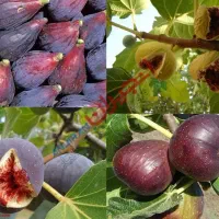 تولید کننده نهال درخت نهالستان انار انجیر گردو ..|خدمات باغبانی و درختکاری|قم, آزادگان|دیوار