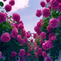 نهال گل محمدی