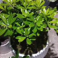 گل طبیعی|گل و گیاه طبیعی|نیشابور, گنبد سبز|دیوار