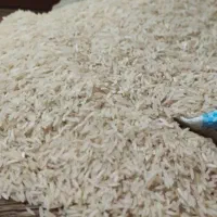 برنج فجروهاشمی درجه یک به شرط