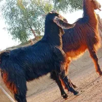 دوتا کهره چاق