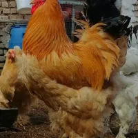 خروس برهما طلایی