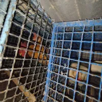 تخم مرغ نطفه دارگلین دورگه
