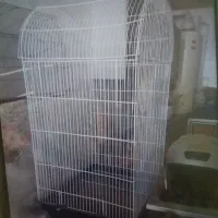 قفس