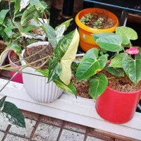 گلهای آپارتمانی|گل و گیاه طبیعی|کرمانشاه, |دیوار