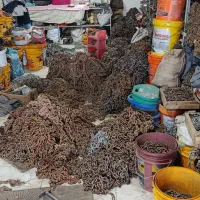 زنجیر چرخ اصلی|قطعات یدکی و لوازم جانبی|سنندج, |دیوار