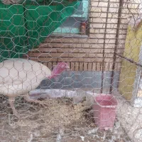 بوقلمون سفید نر بالغ