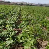 نخود|خدمات باغبانی و درختکاری|ازنا, |دیوار