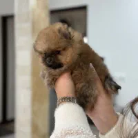 واگذاری پامر  پودل تاینی  دارک رد نرماده