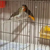 سهره قناری تعداد بالا|پرنده|رشت, دیانتی|دیوار